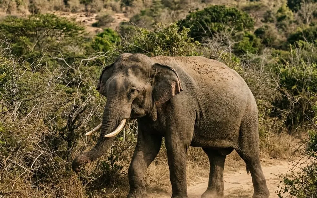 Yala & Udawalawe